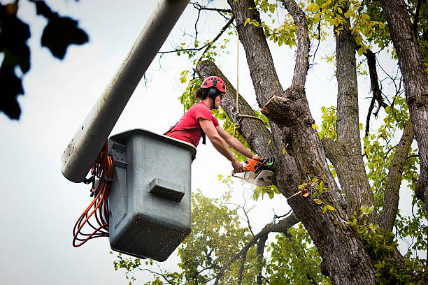 Best Affordable Tree Service  in USA